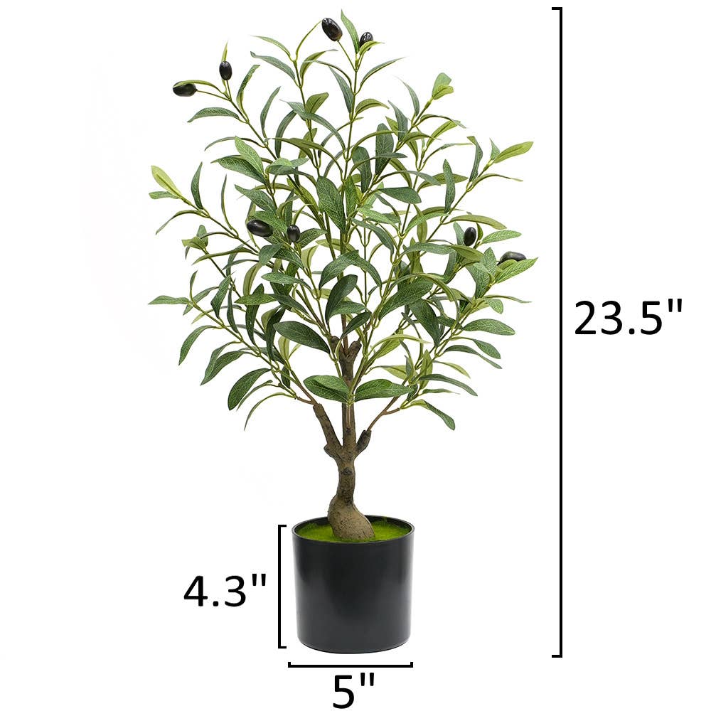 Medium Olive Tree - 5'