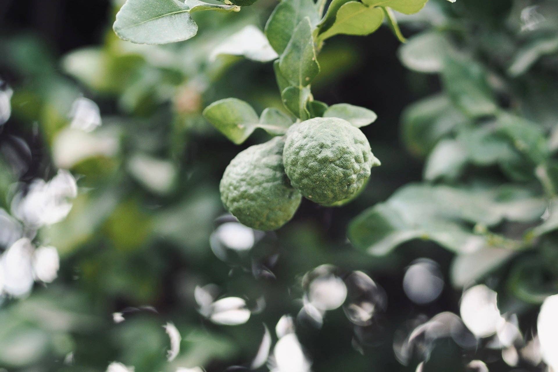 Hinoki Bergamot Hand Wash