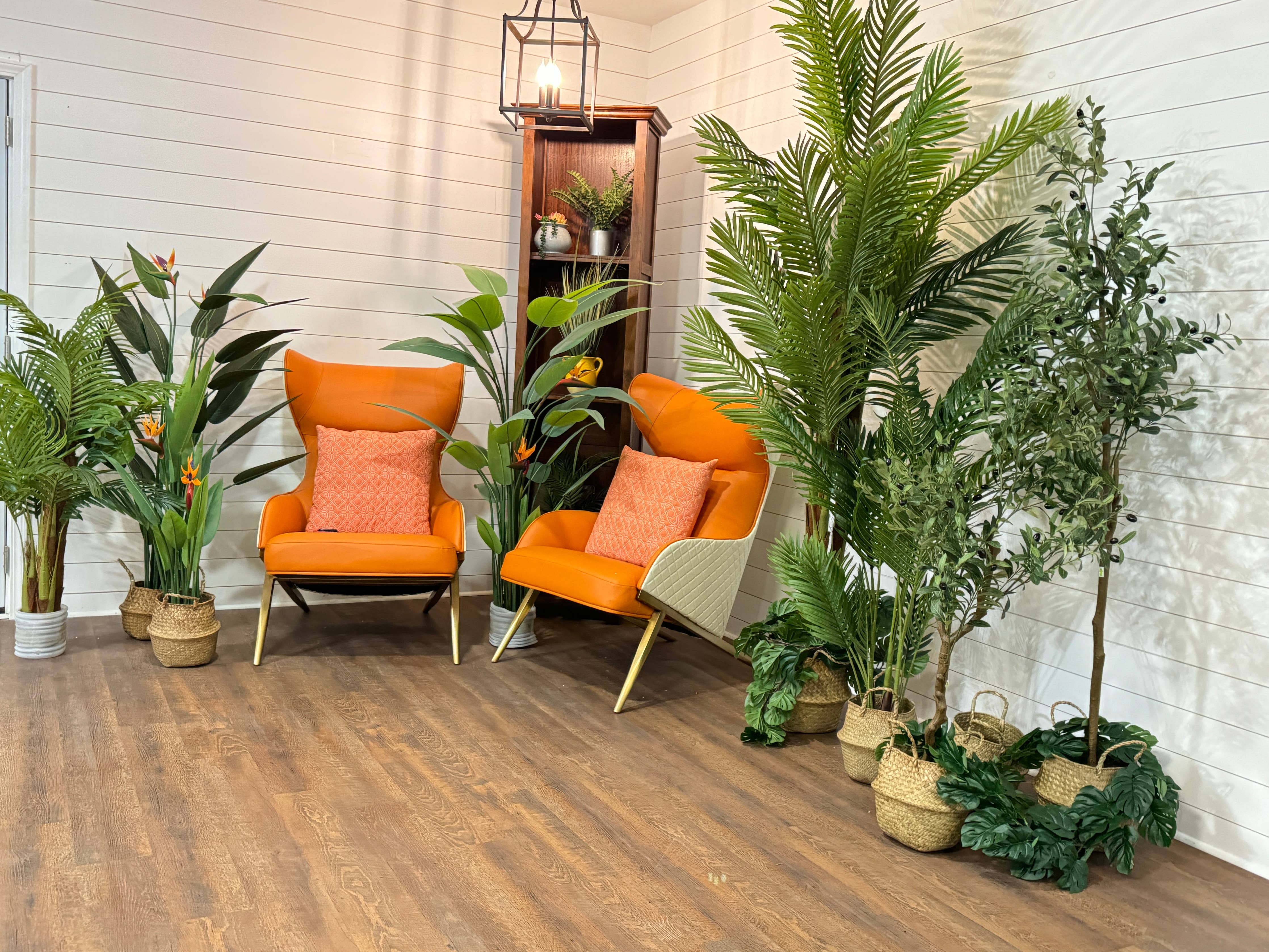 Large Olive Tree - 7'