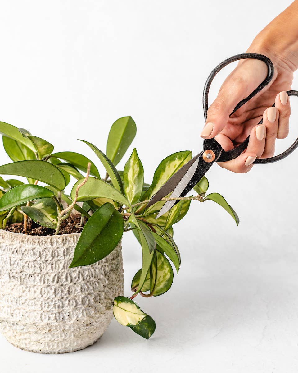Vintage Inspired Shears