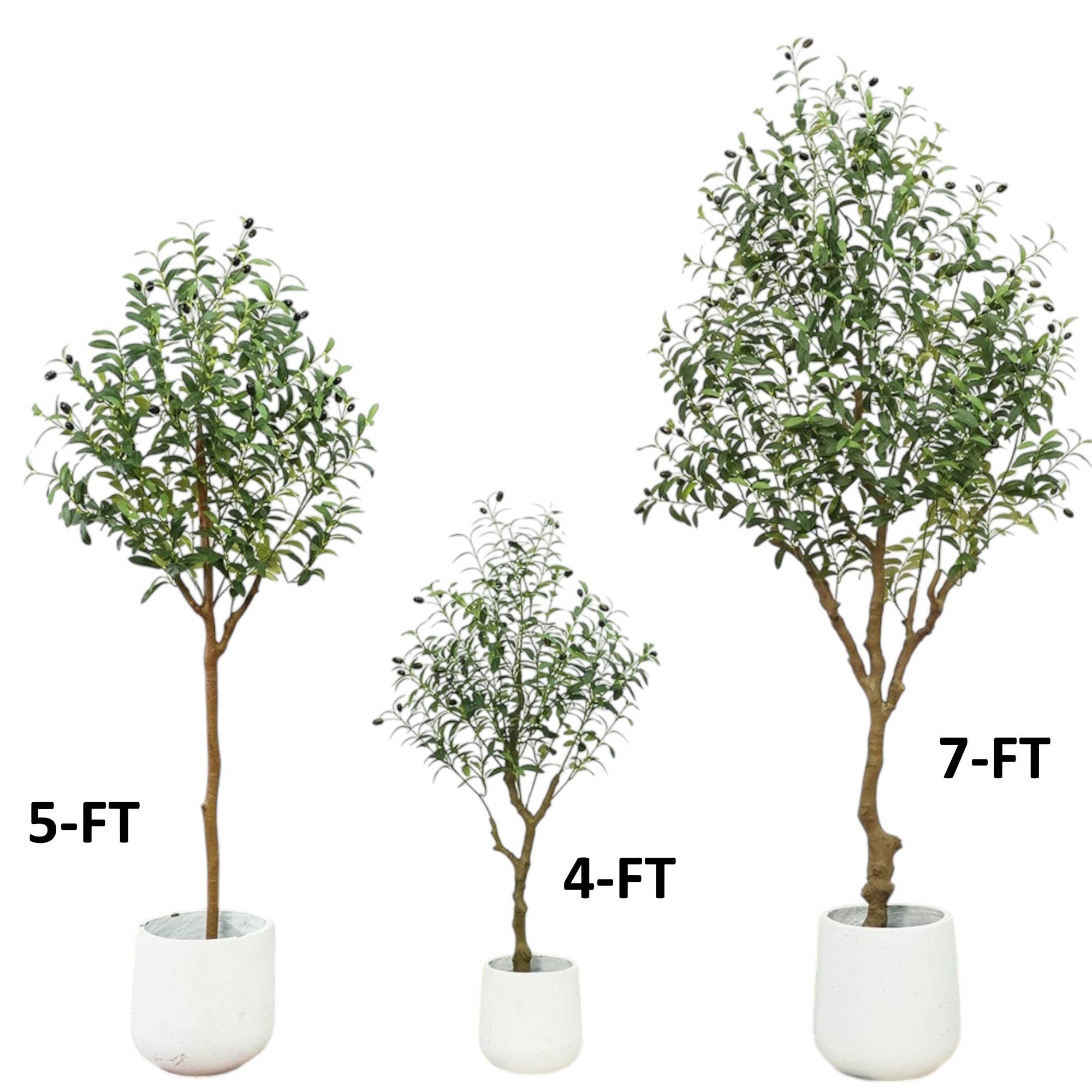 Large Olive Tree - 7'