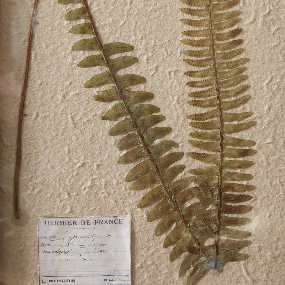 Framed Pressed Botanical: Boston Fern