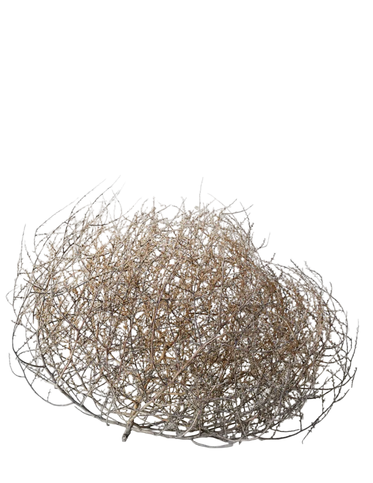 Dried Tumbleweed