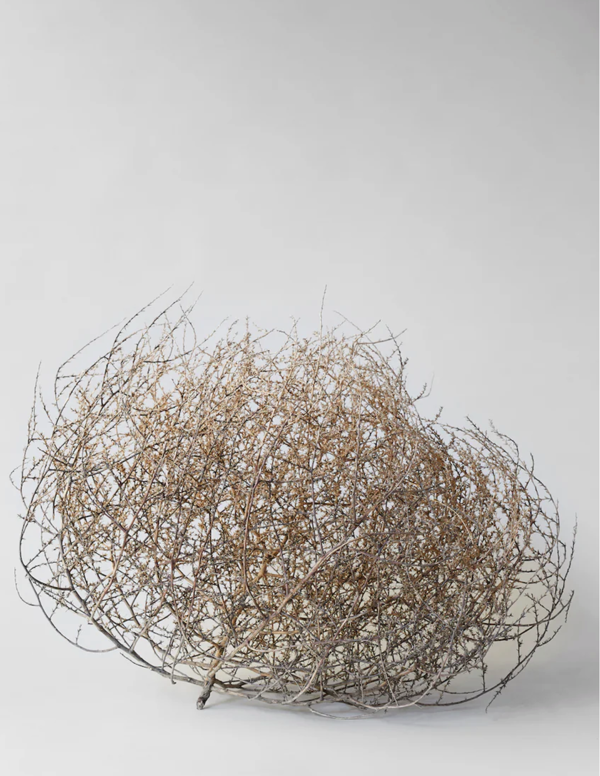 Dried Tumbleweed