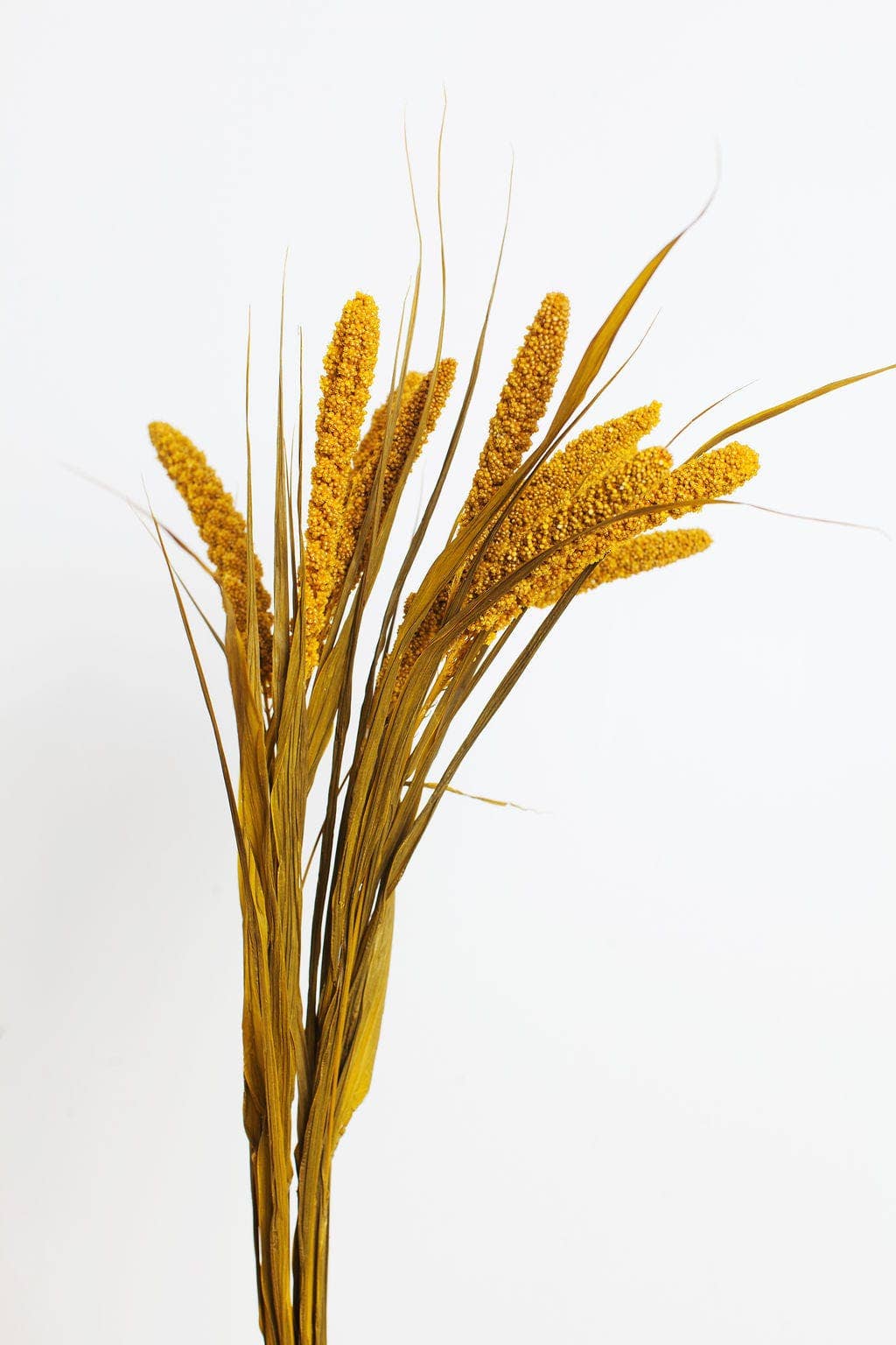 Preserved Mustard Millet: 1 Bunch