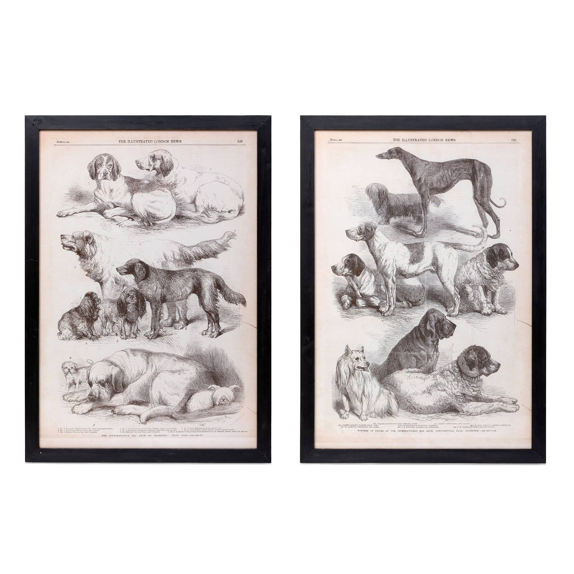Framed Vintage Dog Prints