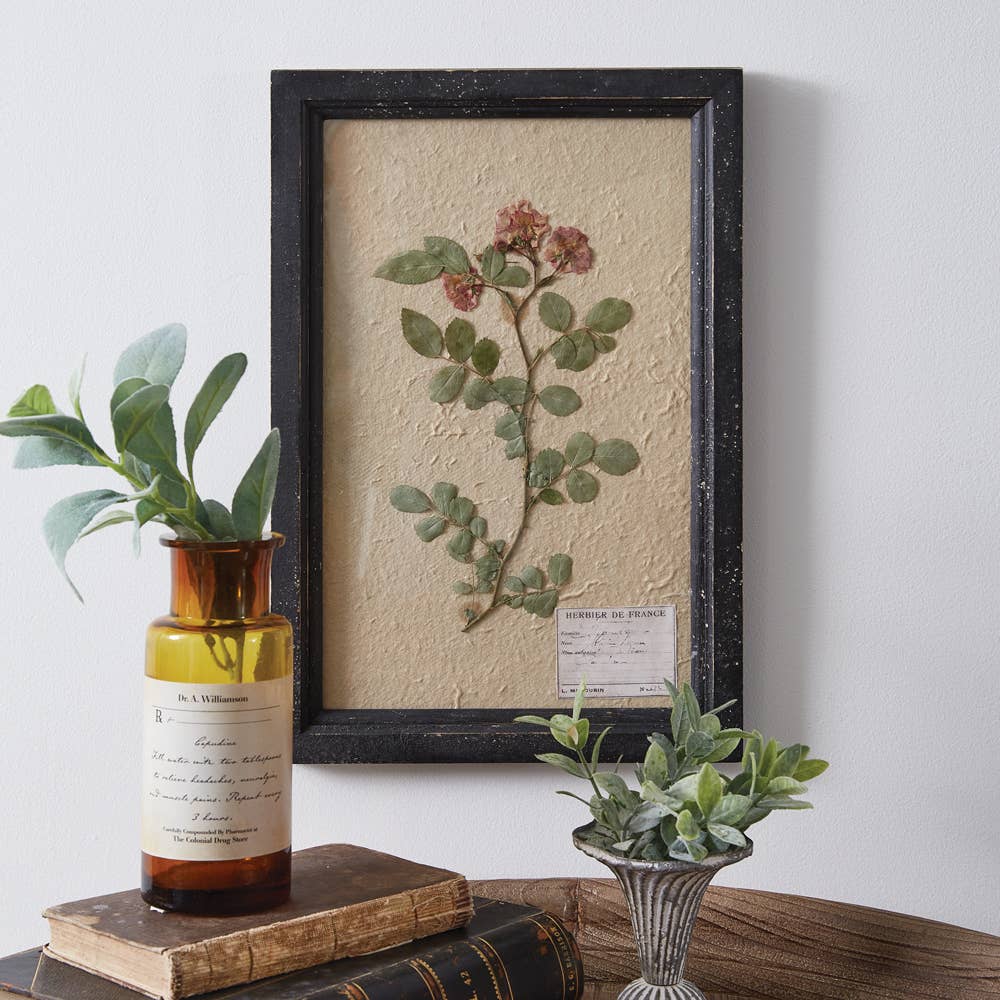 Framed Pressed Botanical: Japanese Rose