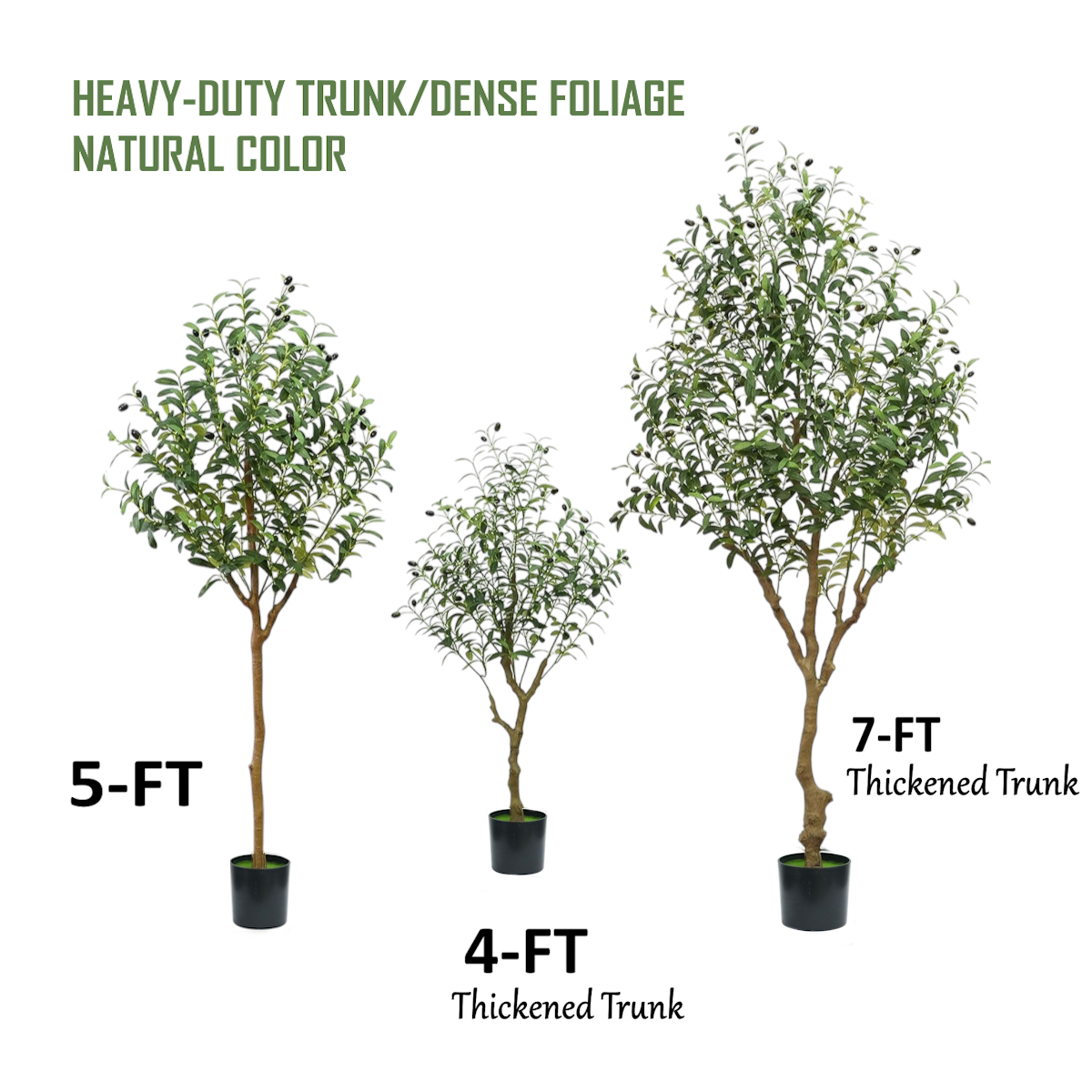 Medium Olive Tree - 5'