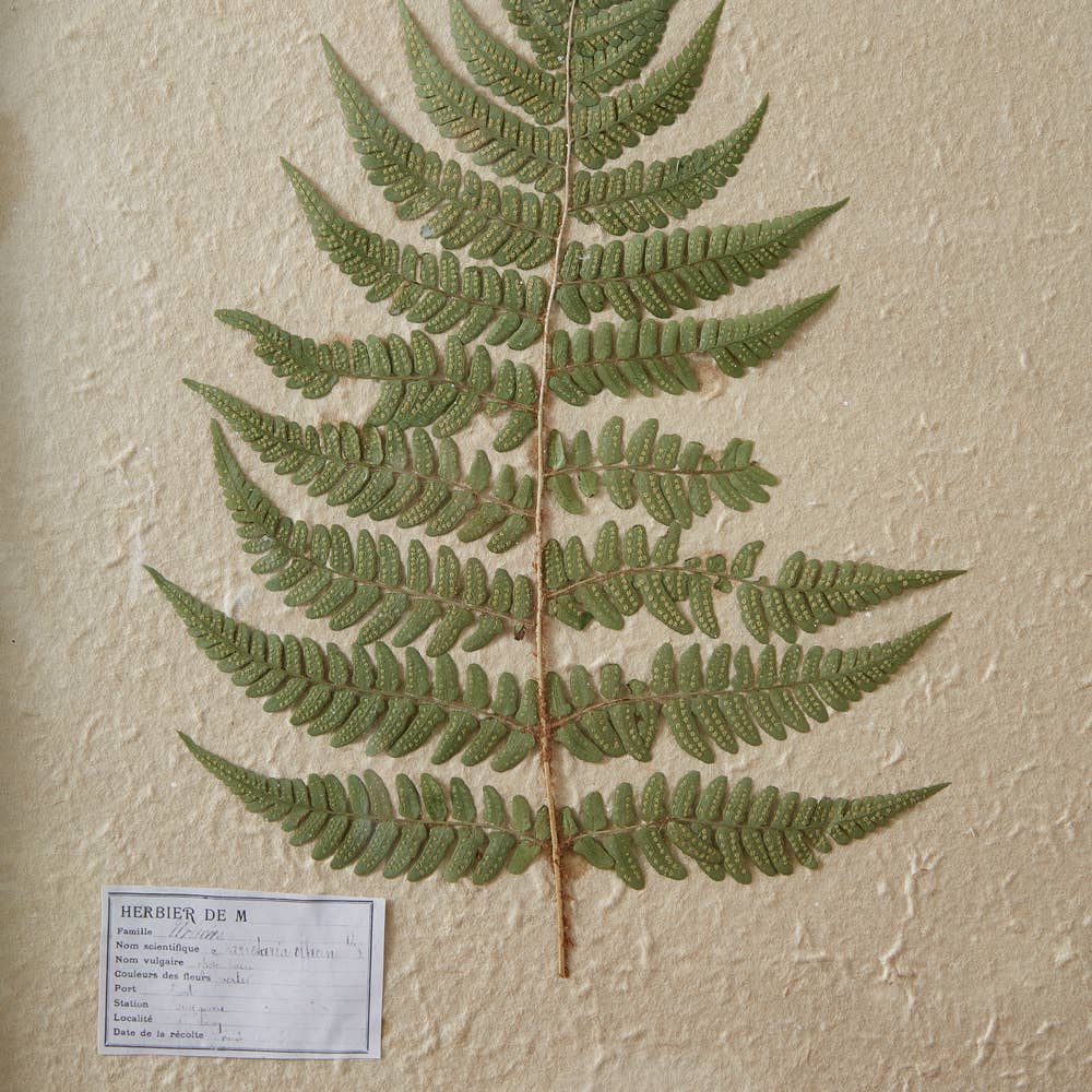Framed Pressed Botanical: Lady Fern