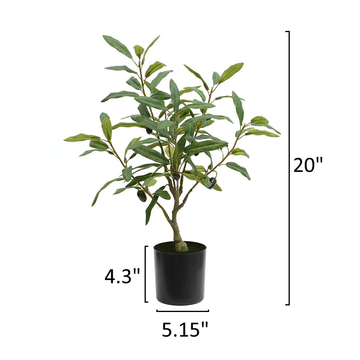 Medium Olive Tree - 5'