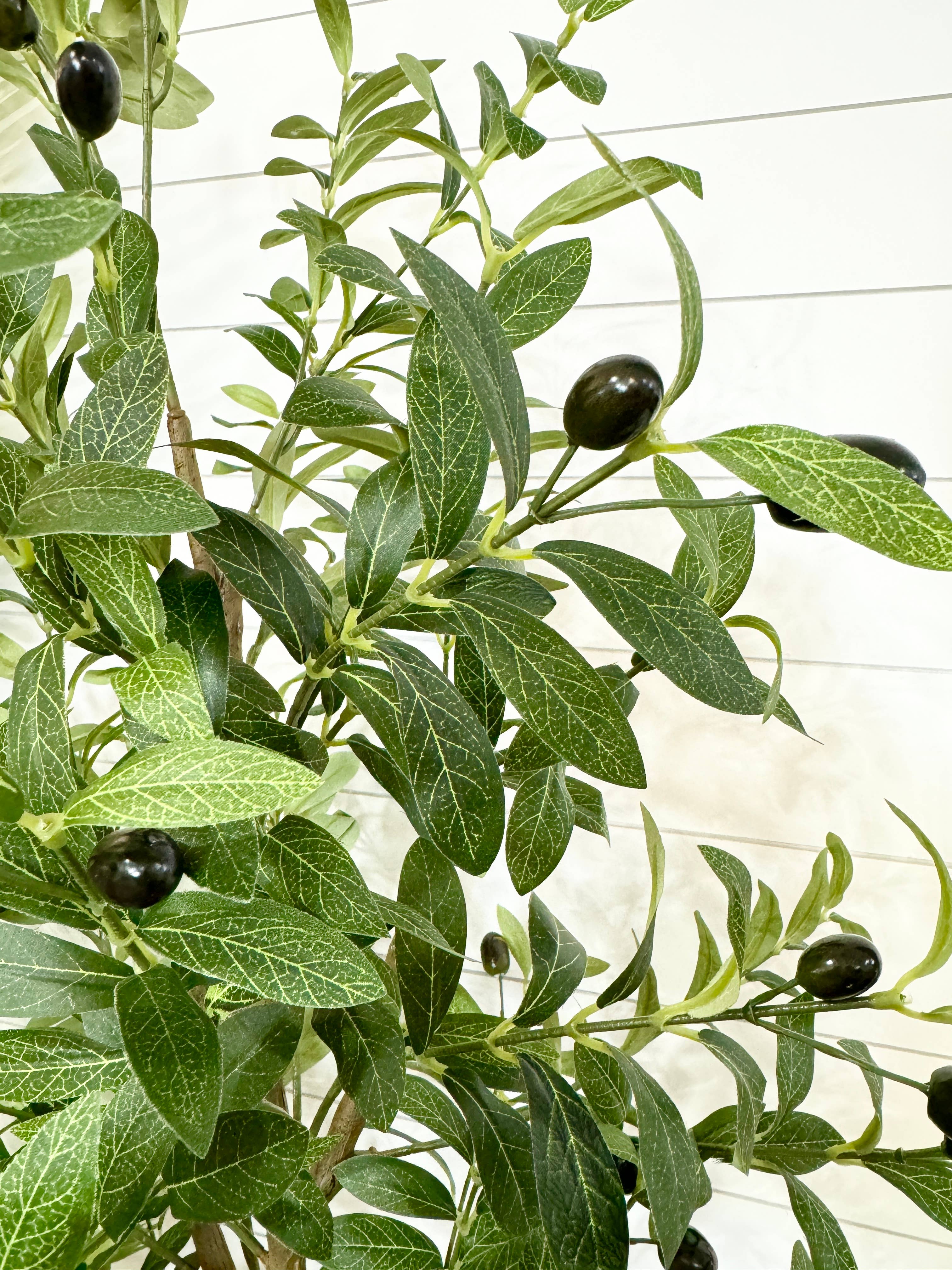 Medium Olive Tree - 5'