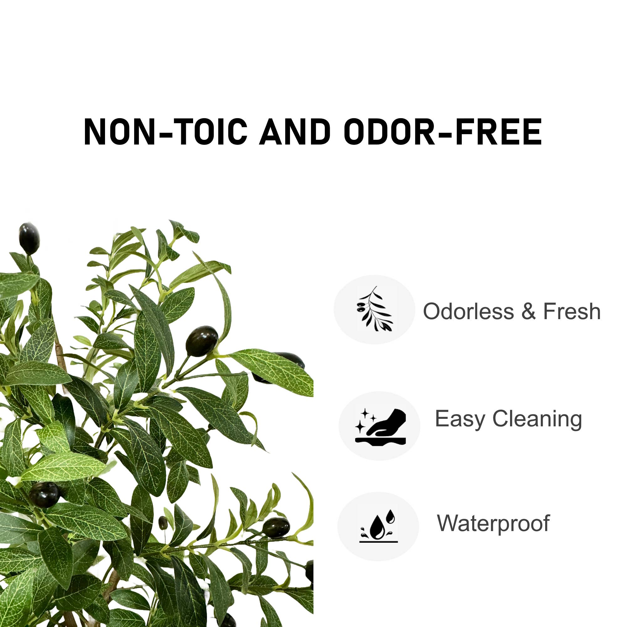 Medium Olive Tree - 5'