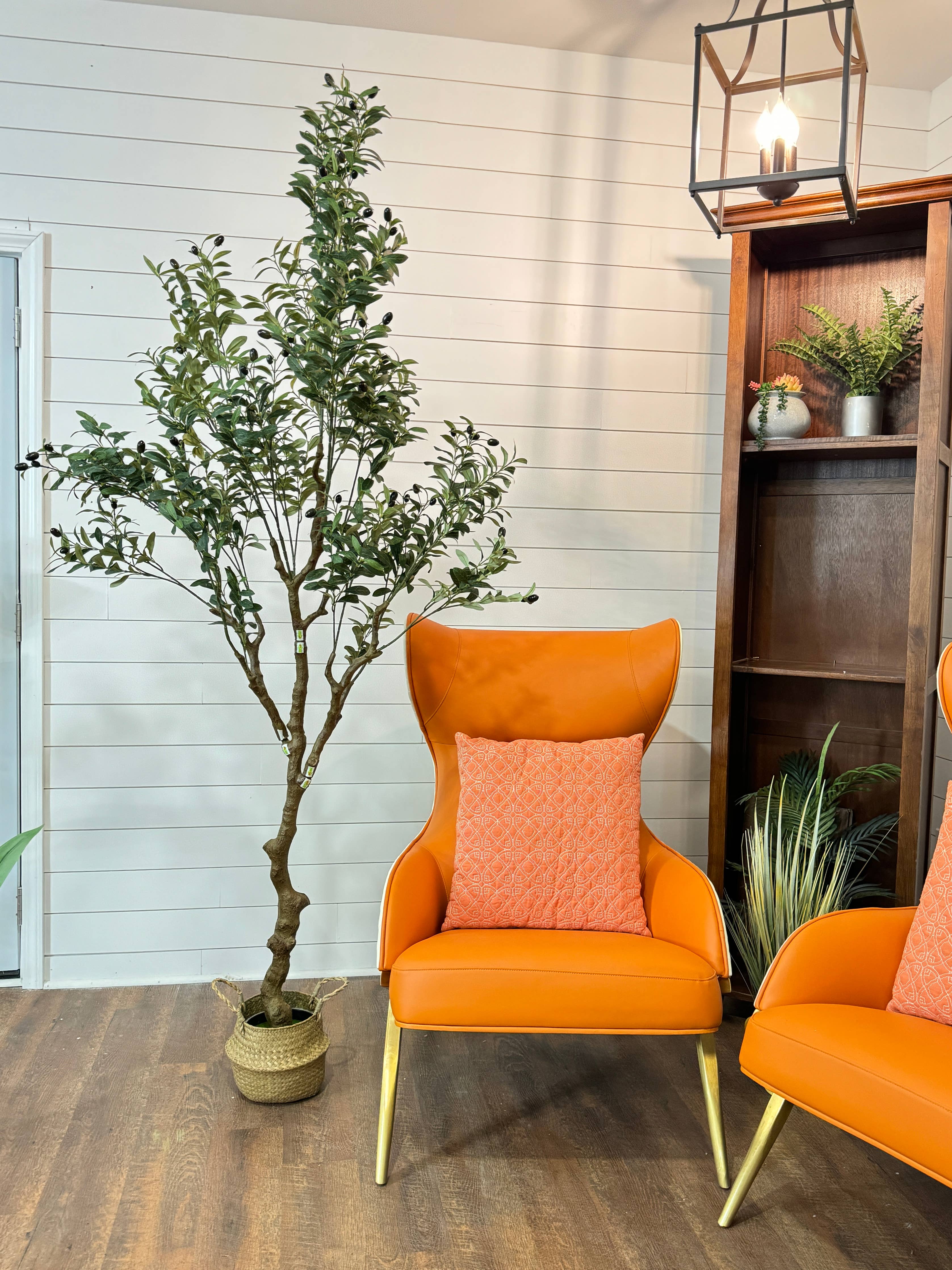 Medium Olive Tree - 5'