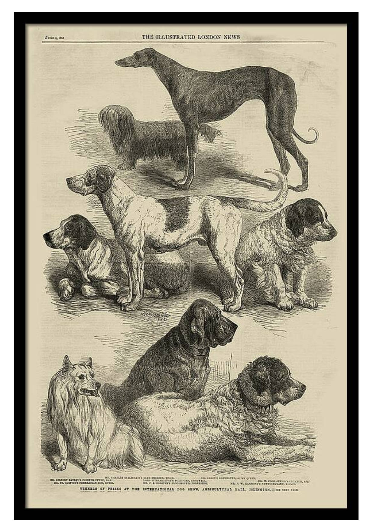 Vintage Dog Print: Large