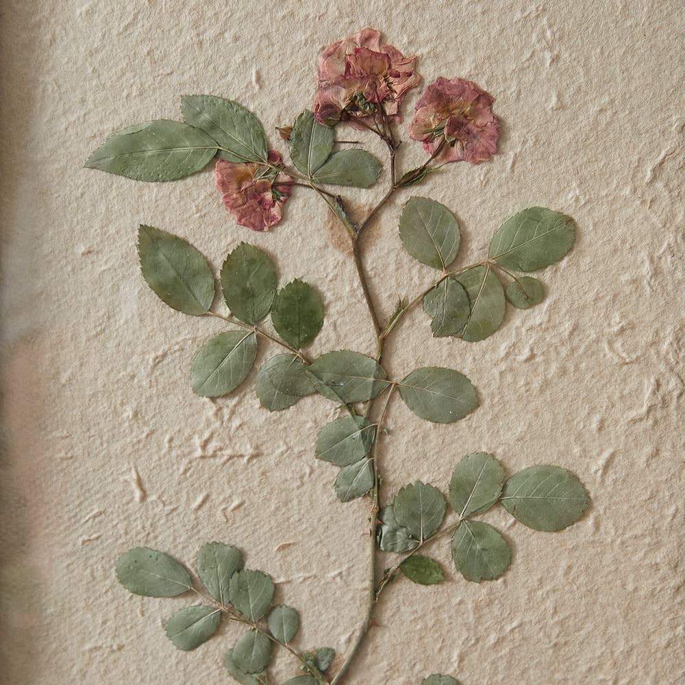 Framed Pressed Botanical: Japanese Rose