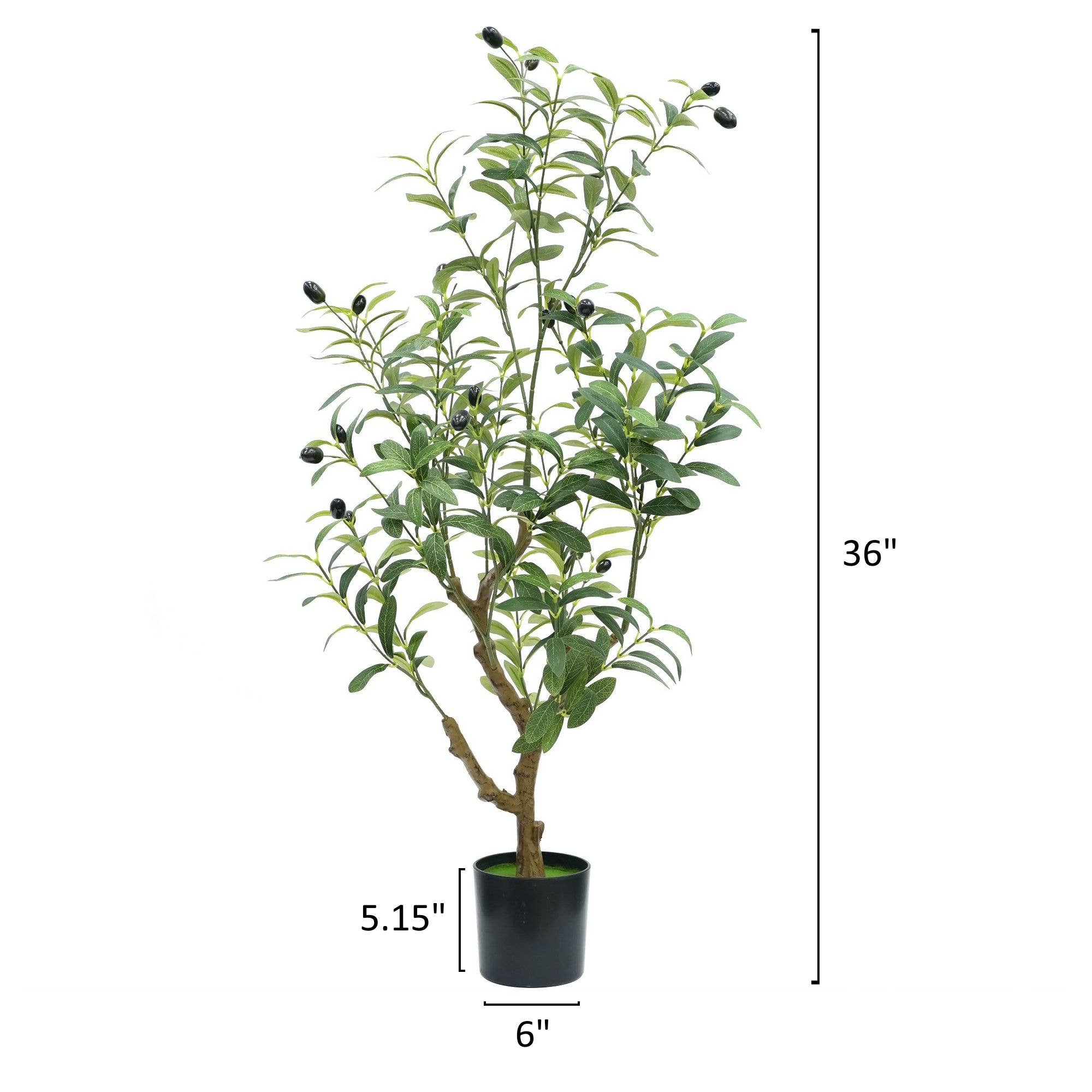 Large Olive Tree - 7'